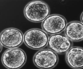 Embryo cryopreservation using mouse blastocysts